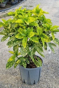 AUCUBA japonica 'Crotonifolia'