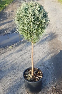 CUPRESSUS arizonica 'Fastigiata'