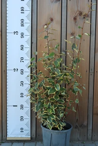 ELAEAGNUS x ebbingei 'Viveleg'