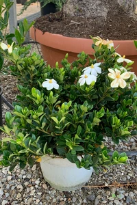 GARDENIA jasminoides 'Kleim's Hardy'