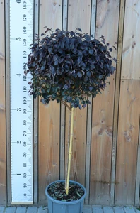 LOROPETALUM chinense 'Black Pearl'