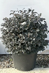 LOROPETALUM chinense 'Black Pearl'