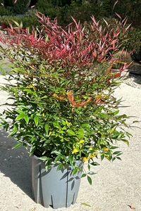 NANDINA domestica