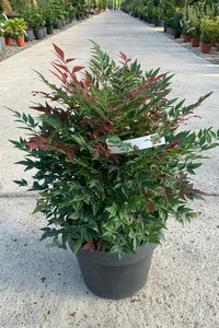 NANDINA domestica 'Obsessed'