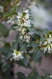 OSMANTHUS x burkwoodii