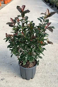 PHOTINIA x fraseri 'Magical Volcano'