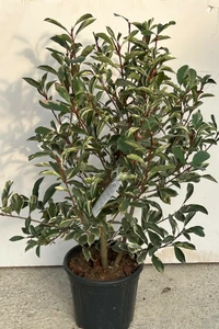 PHOTINIA x fraseri 'Pink Marble'