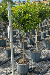 PHOTINIA x fraseri 'Magical Volcano'