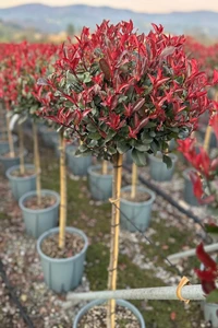 PHOTINIA x fraseri 'Nana'