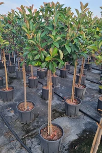 PHOTINIA x fraseri 'Red Robin'