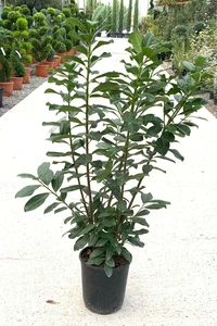 PRUNUS laurocerasus 'Novita'