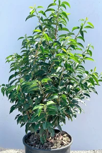 PRUNUS lusitanica 'Myrtifolia'