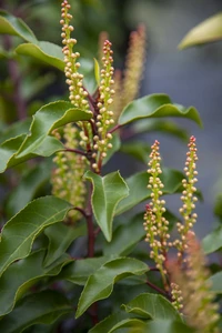 PRUNUS lusitanica 'Brenelia'