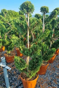 CUPRESSOCYPARIS leylandii 'Castlewellan'