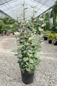 ELAEAGNUS x ebbingei 'Compacta'