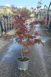 ACER palmatum 'Atropurpureum'