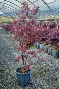 ACER palmatum 'Bloodgood'