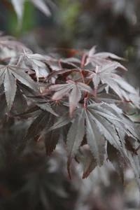 ACER palmatum 'Fireglow'