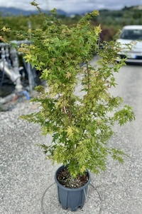 ACER palmatum 'Sango-kaku'