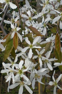 AMELANCHIER lamarckii