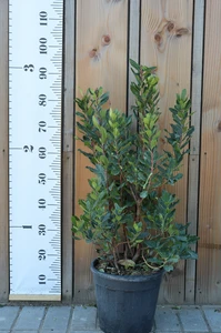 ARBUTUS unedo