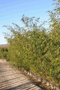 PHYLLOSTACHYS aureosulcata aureocaulis