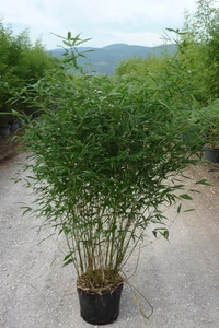 PHYLLOSTACHYS bissetii