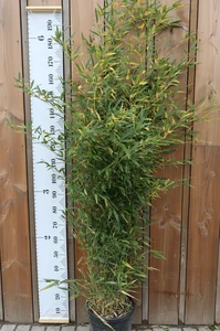 PHYLLOSTACHYS bissetii