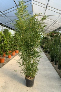 PHYLLOSTACHYS bissetii