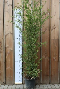 PHYLLOSTACHYS nigra