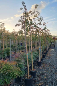 PRUNUS 'Kiku-shidare-zakura'