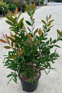 CALLISTEMON rugulosus