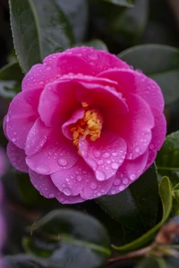 CAMELLIA japonica Pink