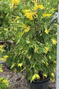 CALOCEDRUS decurrens 'Aureovariegata'