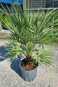 CHAMAEROPS humilis