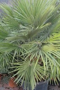 CHAMAEROPS humilis