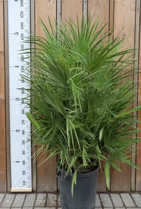 CHAMAEROPS humilis