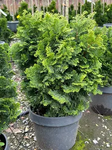 CHAMAECYPARIS obtusa 'Nana Gracilis'