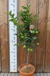 CITRUS sinensis