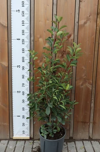 PHOTINIA x fraseri 'Red Robin'