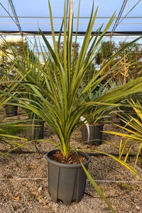 CORDYLINE australis