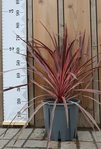 CORDYLINE australis 'Charlie Boy'