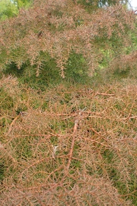 CRYPTOMERIA japonica 'Elegans Viridis'