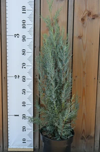 CUPRESSUS arizonica 'Fastigiata'