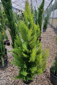 CUPRESSUS macrocarpa 'Goldcrest'