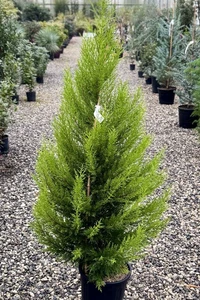 CUPRESSUS macrocarpa 'Goldcrest'