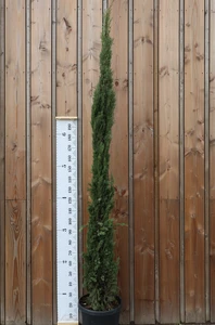 CUPRESSUS sempervirens 'Pyramidalis'