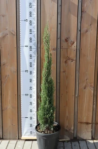 CUPRESSUS sempervirens 'Totem Pole'