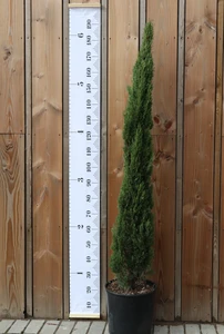 CUPRESSUS sempervirens 'Totem Pole'