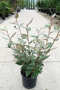 ELAEAGNUS x ebbingei